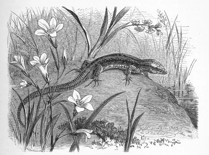 Framed Print : Viviparous lizard (Lacerta vivipara) Syn