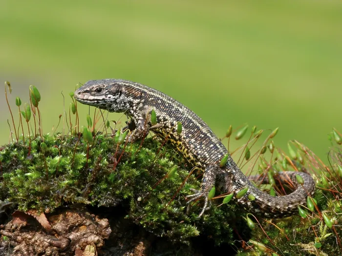 Framed Print : Viviparous lizard (Zootoca vivipara)