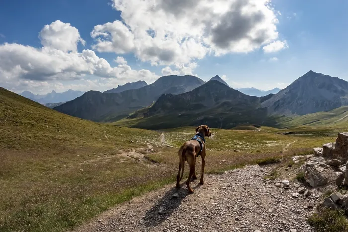 Framed Print : Vizsla male 1. 5 years old on a trail in the mountains Framed Print : Vizsla male 1. 5 years old on a trail in the mountains