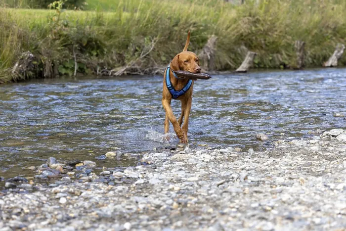 Framed Print : Vizsla male, brings Apport from the water Framed Print : Vizsla male, brings Apport from the water
