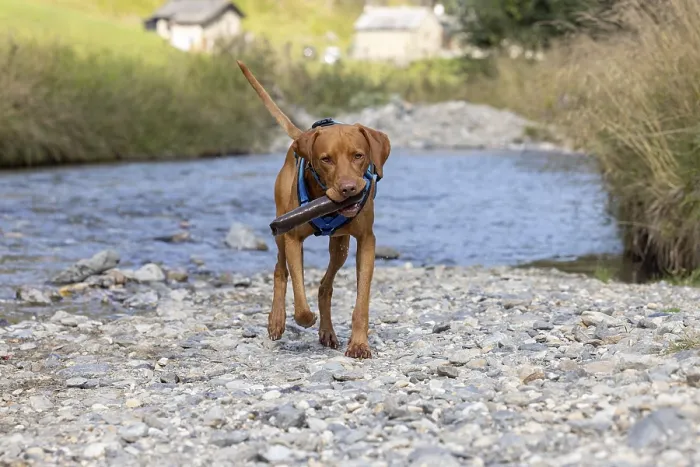 Framed Print : Vizsla male, brings Apport from the water