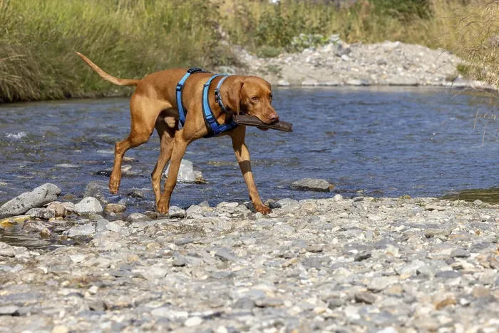 Framed Print : Vizsla male, brings Apport from the water