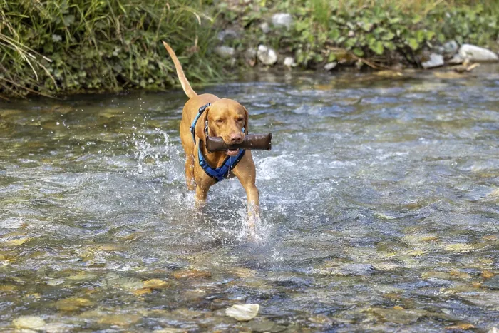 Framed Print : Vizsla male, brings Apport from the water
