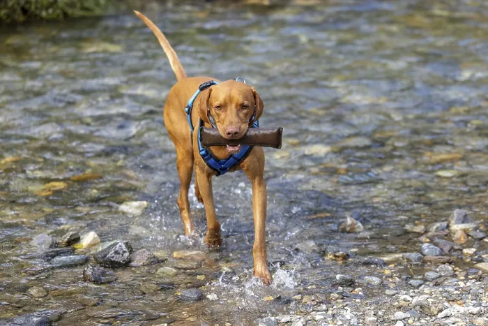 Framed Print : Vizsla male, brings Apport from the water