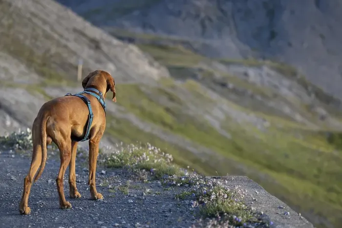 Framed Print : Vizsla male dog in the mountains