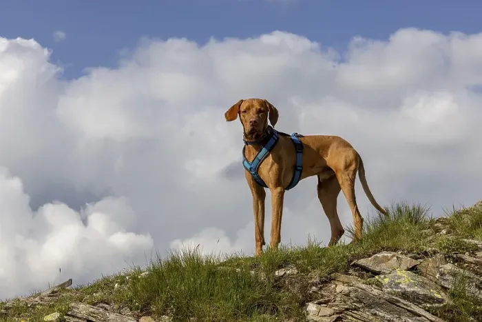 Framed Print : Vizsla male dog in the mountains Framed Print : Vizsla male dog in the mountains