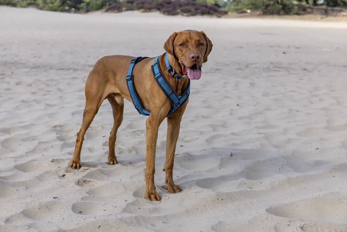 Framed Print : Vizsla male dog, panting, in the sand dunes