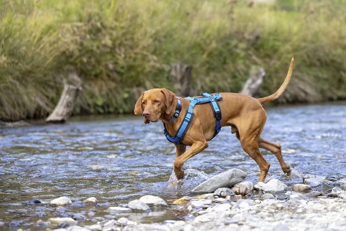 Framed Print : Vizsla male, playing in water, Brenno del Lucomagno Framed Print : Vizsla male, playing in water, Brenno del Lucomagno