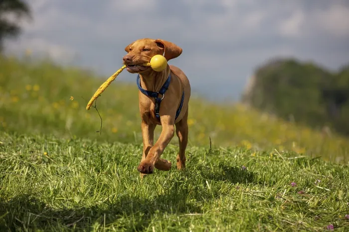 Framed Print : Vizsla puppy, 4 months, running with toys in a meadow