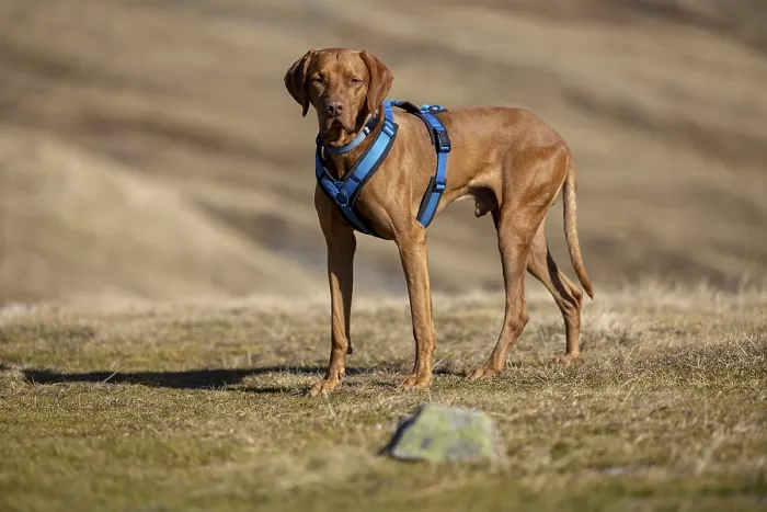 Framed Print : Vizsla, Rude, 4 years old