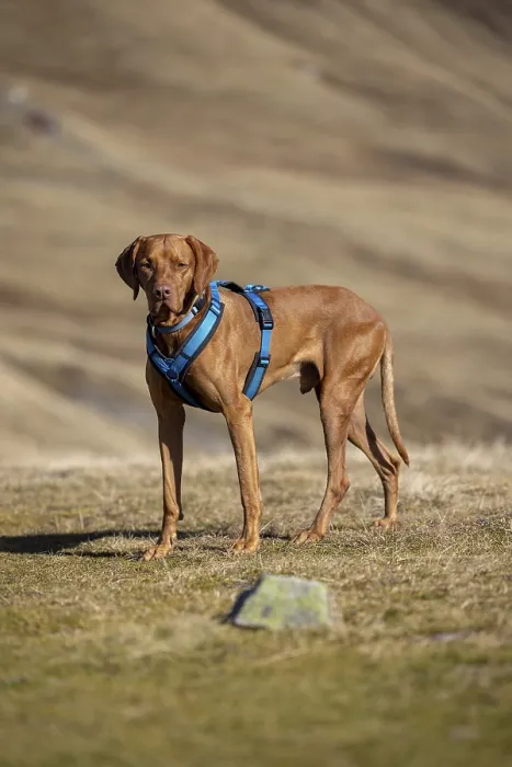 Framed Print : Vizsla, Rude, 4 years old