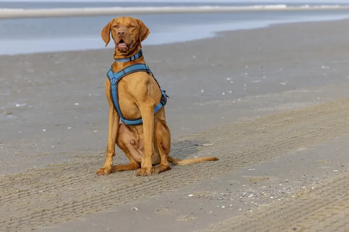 Framed Print : Vizslar dog on the beach, portrait dog Framed Print : Vizslar dog on the beach, portrait dog