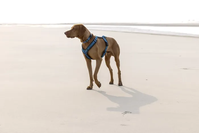 Framed Print : Vizslar dog on the beach, portrait dog
