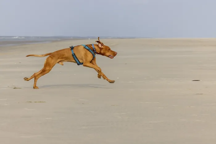 Framed Print : Vizslar dog, Magyar Vizsla, at full gallop
