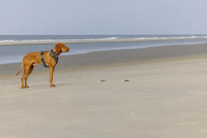 Framed Print : Vizslar male dog, Magyar Vizsla