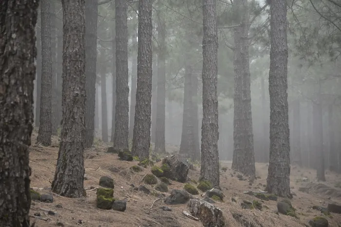 Framed Print : Volcano route, fog, forest, tree Framed Print : Volcano route, fog, forest, tree