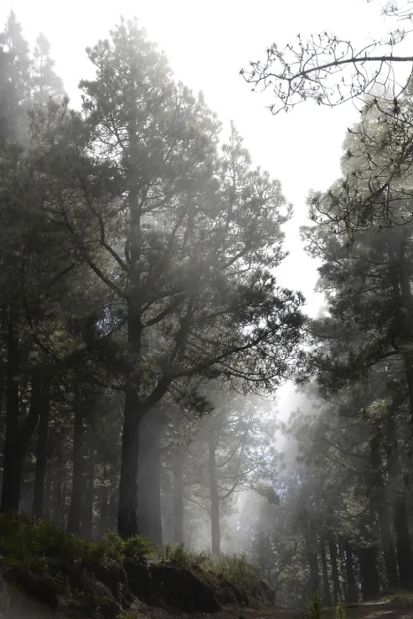 Framed Print : Volcano route, fog, forest, tree