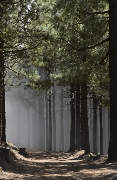 Framed Print : Volcano route, fog, forest, tree Framed Print : Volcano route, fog, forest, tree
