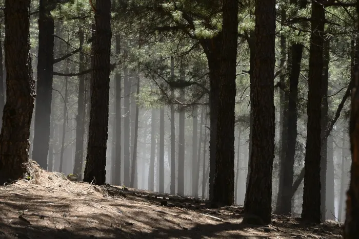 Framed Print : Volcano route, fog, forest, tree