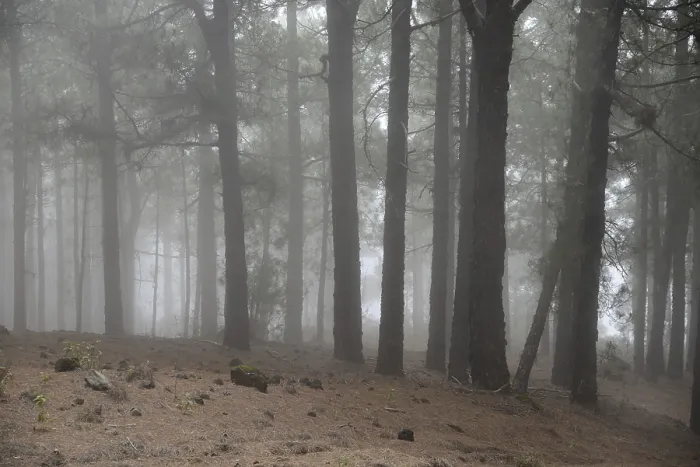 Framed Print : Volcano route, fog, forest, tree