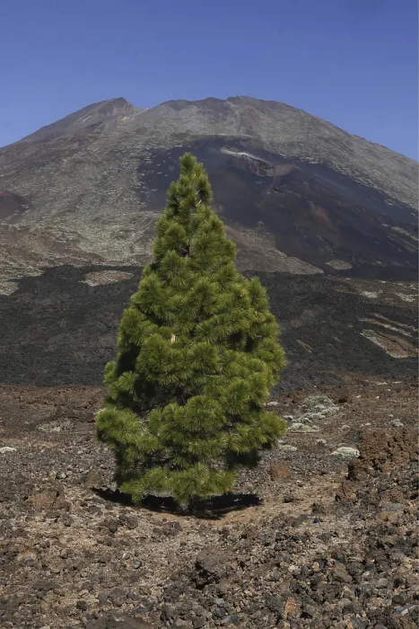 Framed Print : The Volcano Teide on the Island of Tenerife on the Islands of Canary Islands of Spain in the Atlantic