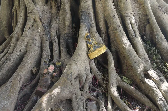 Framed Print : Votive offerings at the roots of a strangler fig