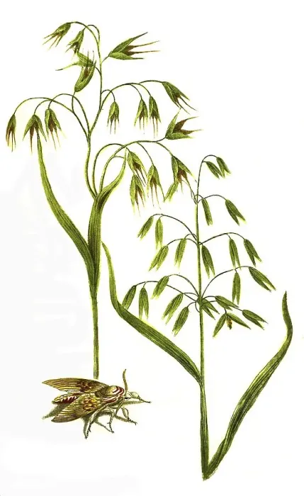 Framed Print : Vulgaris alba, oat (Avena) and Avena nigra Framed Print : Vulgaris alba, oat (Avena) and Avena nigra