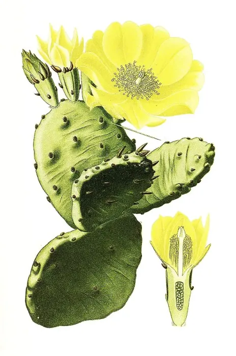 Framed Print : Vulgaris, Indian fig opuntia (Opuntia ficus-indica)