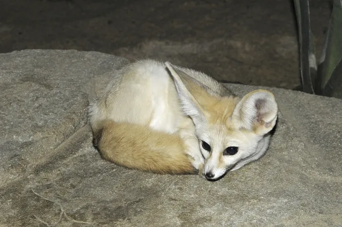 Framed Print : (Vulpes zerda)