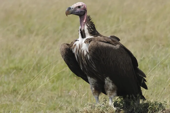 Framed Print : Vulture, Masai Mara National Reserve