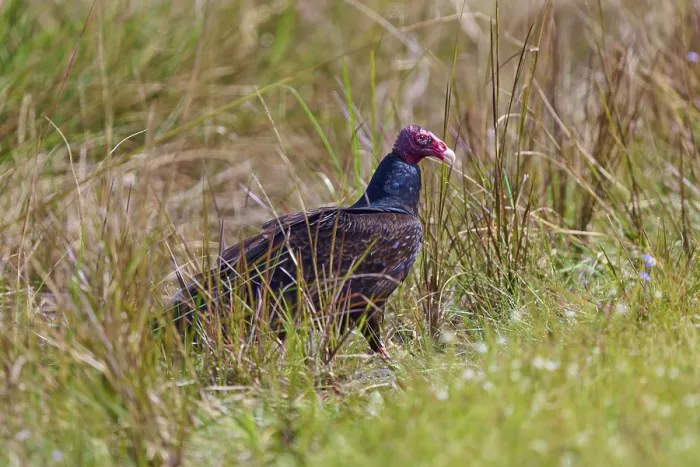 Framed Print : A vulture standing in the tall grass looking to the side