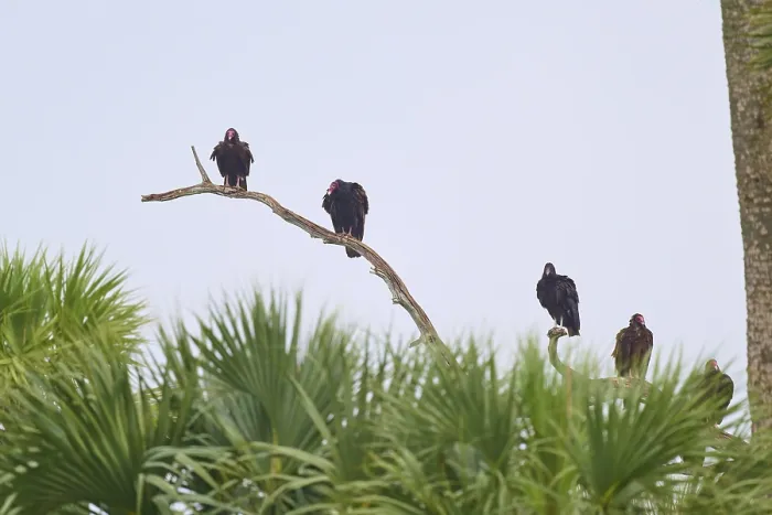 Framed Print : Some vultures sitting on a branch high above green palm trees in front of a bright sky