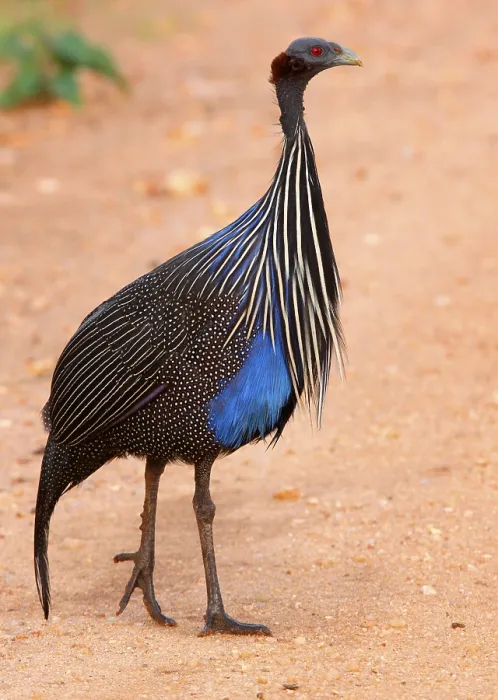 Framed Print : Vulturine guinea fowl, vulturine guinea fowl (Acryllium vulturinum)