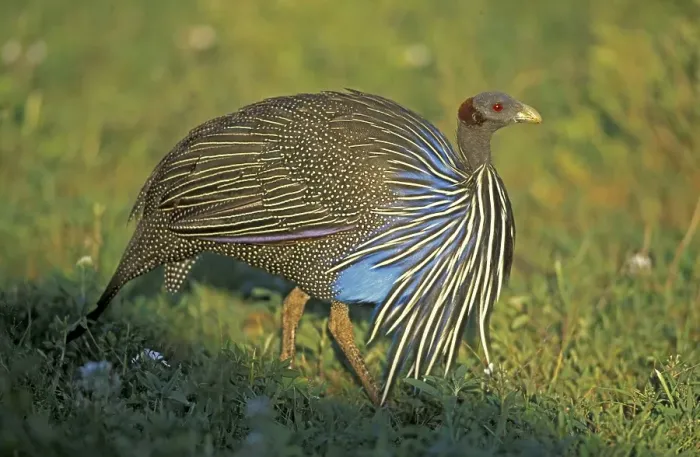 Framed Print : Vulturine guineafowl (Acryllium vulturinum) Framed Print : Vulturine guineafowl (Acryllium vulturinum)