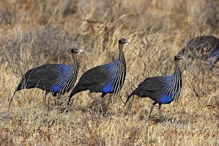 Framed Print : Vulturine guineafowl (acryllium vulturinum)