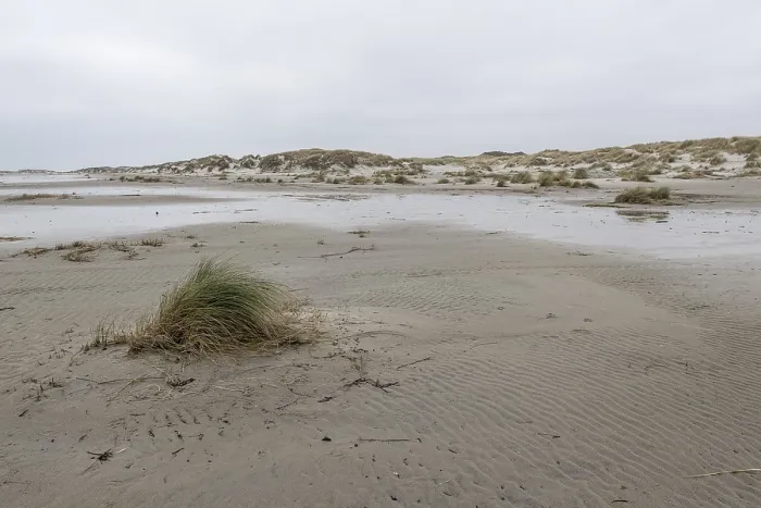 Framed Print : Wadden Sea with dunes, Amrum, Schleswig-Holstein Framed Print : Wadden Sea with dunes, Amrum, Schleswig-Holstein