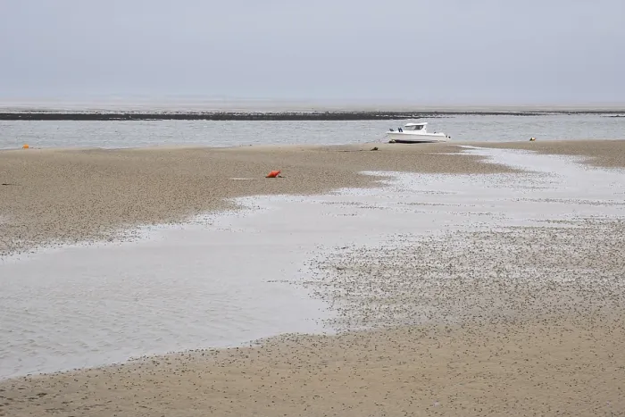 Framed Print : Wadden Sea at low tide with numerous piles of lugworms Framed Print : Wadden Sea at low tide with numerous piles of lugworms