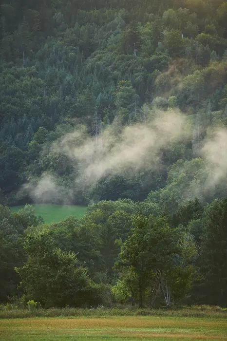 Framed Print : Wafts of fog above a forest at sunset