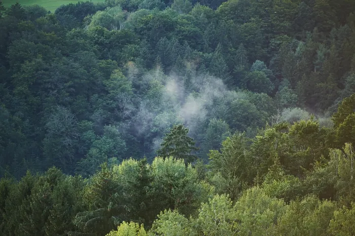 Framed Print : Wafts of fog above a forest at sunset Framed Print : Wafts of fog above a forest at sunset
