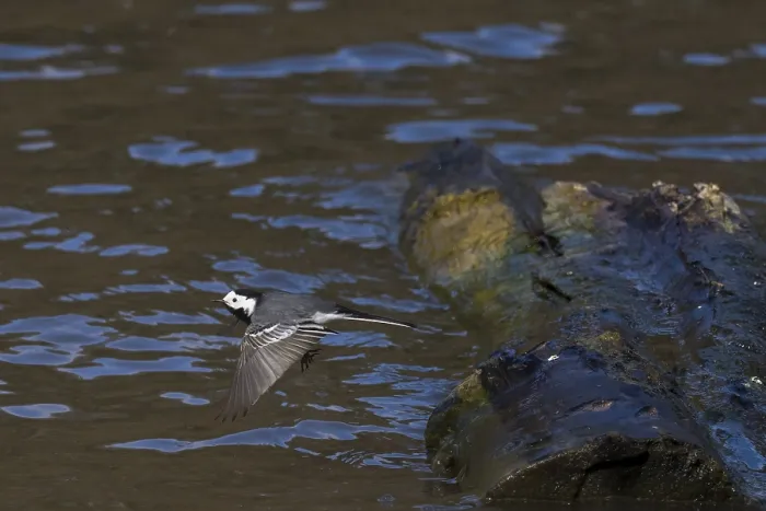 Framed Print : Wagtail (Motacilla alba) flying from deadwood