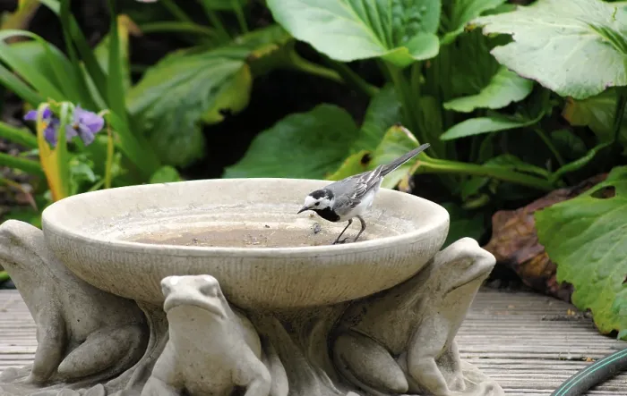 Framed Print : A wagtail stands in a clay jug with animal decorations