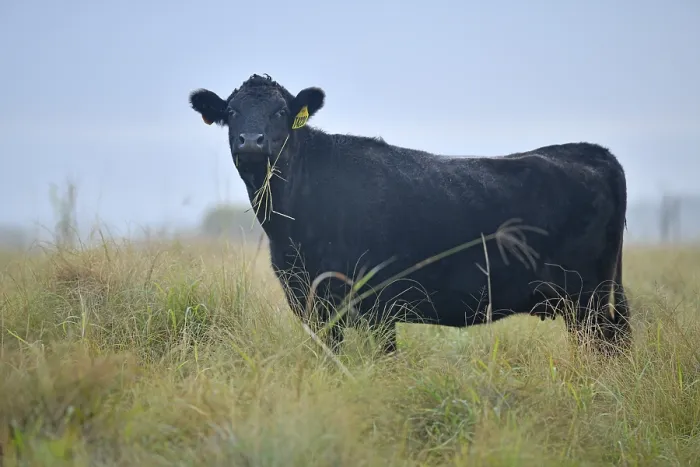 Framed Print : A Wagyu beef heifer eating pasture on a farm in the South Brunett