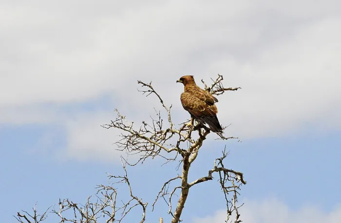 Framed Print : Wahlberg's eagle in Kruger National Park
