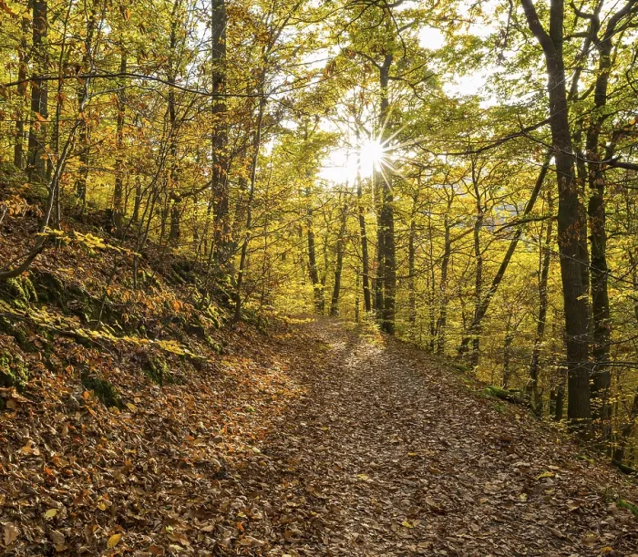 Framed Print : Waldweg in autumn, Kellerwald-Edersee National Park Framed Print : Waldweg in autumn, Kellerwald-Edersee National Park