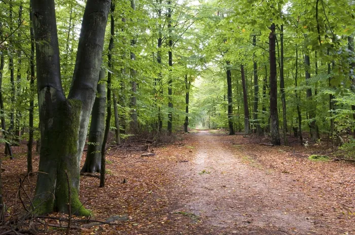 Framed Print : Waldweg, Wernerwald, Cuxhaven, Lower Saxony