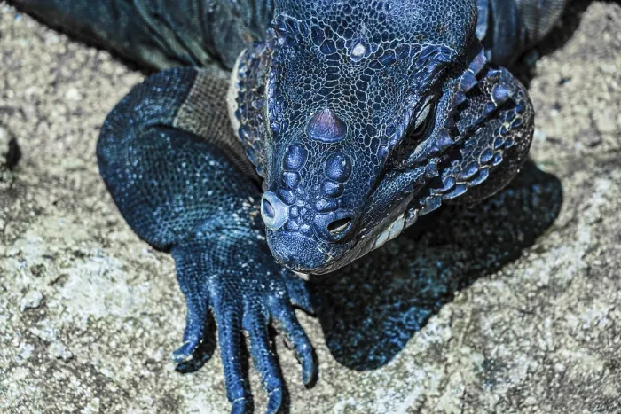 Framed Print : Walk the jungle Komodo dragon Singapore