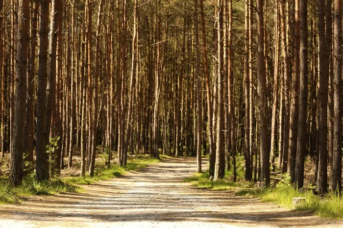 Framed Print : Walk through the pine forest Framed Print : Walk through the pine forest