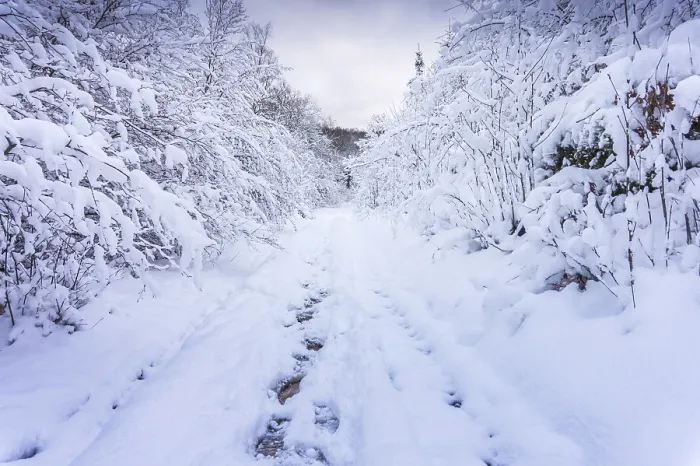 Framed Print : Walk through the snowy winter forest in the German low mountain range