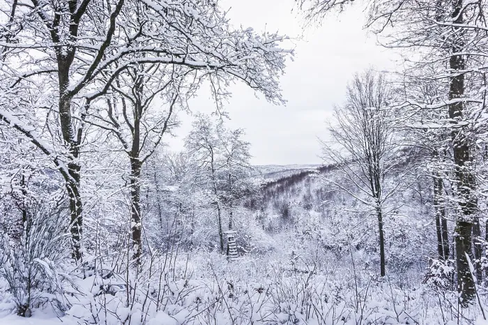 Framed Print : Walk through the snowy winter forest in the German low mountain range Framed Print : Walk through the snowy winter forest in the German low mountain range