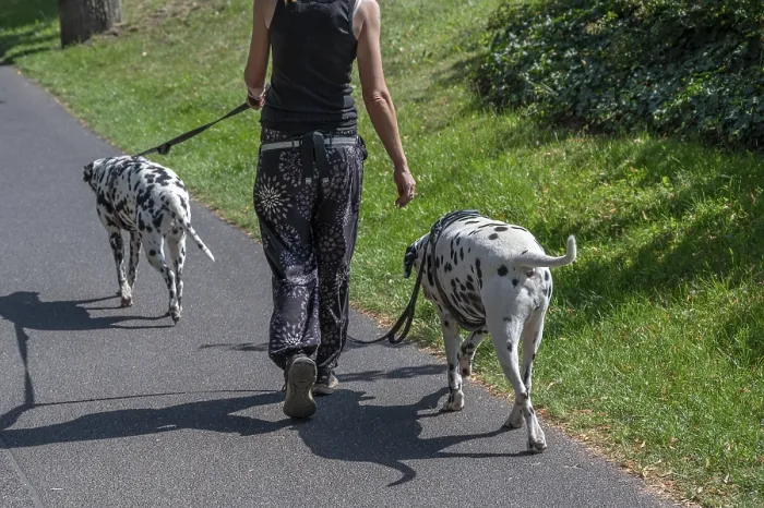 Framed Print : Walking with two Dalmatian dogs through a park Framed Print : Walking with two Dalmatian dogs through a park